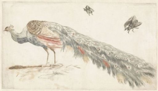 Peacock and two flies