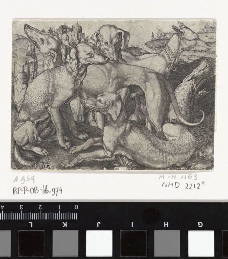 Five hunting dogs