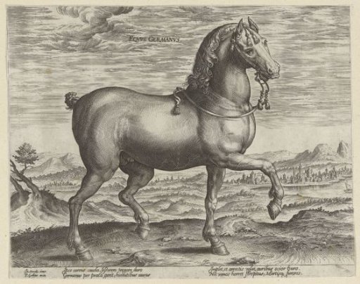 Stallion from Germany