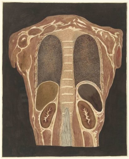 Anatomical study of the organs in the chest, seen from the back