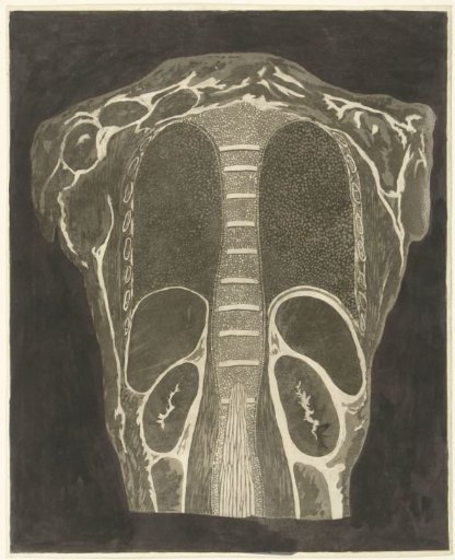 Anatomical study of the organs in the chest, seen from the back
