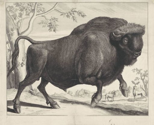 Bison