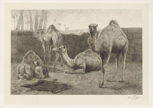 Camels