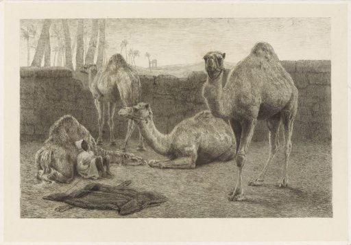 Camels