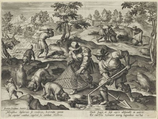 Boar Hunt