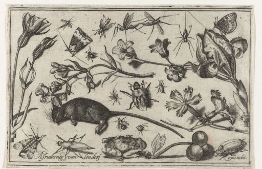 Flowers, insects, a frog and a dead mouse