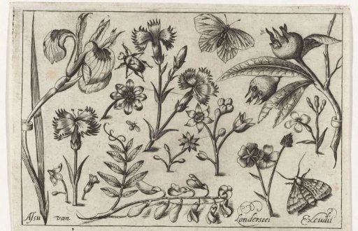 Flowers and butterflies