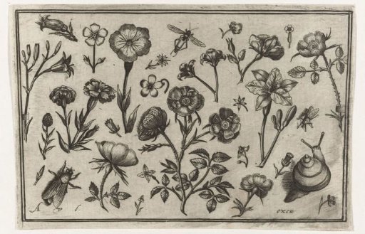 Flowers, a fly and a snail