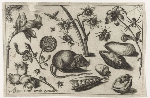 Flowers, a mouse, insects and a mussel