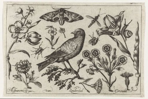 Flowers, insects, peacock moth and a crow