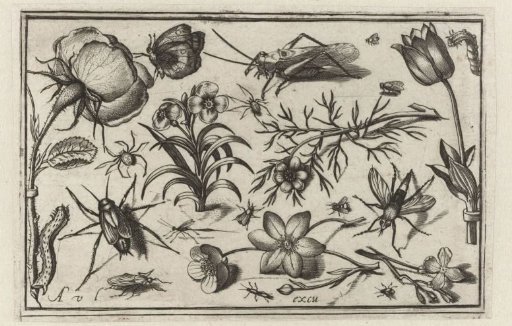 Flowers and insects