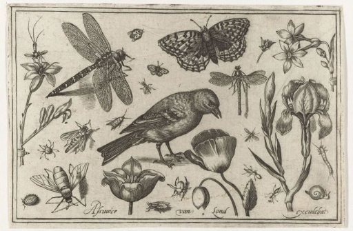 Flowers, a dragonfly and a bird