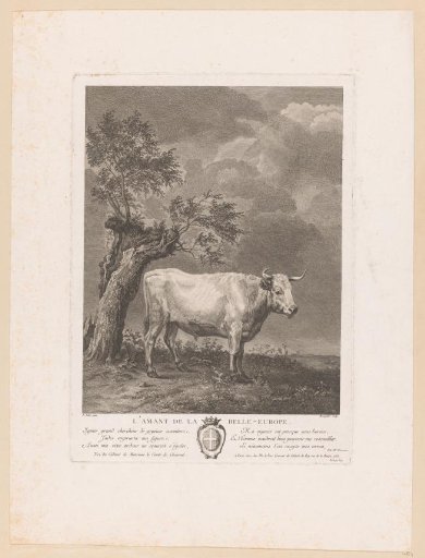 Bull in a landscape