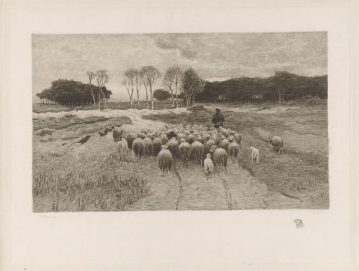 Shepherd