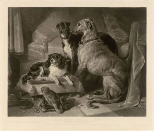 "Dash, Hector, Nero, & A Lory."