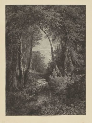 Forest landscape with a stream
