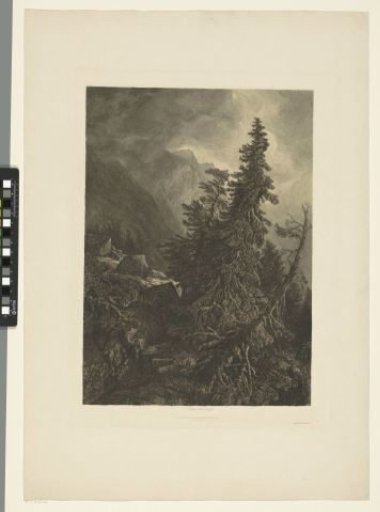 Trees in the mountains under a threatening sky