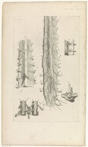 Anatomical Study of the Spinal Column