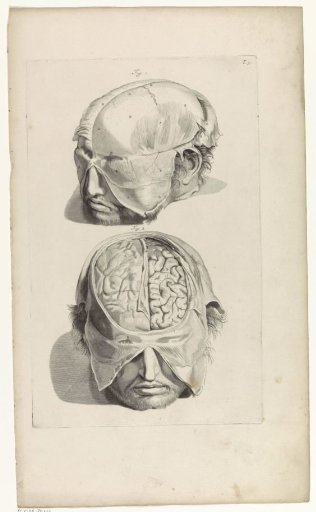 Anatomical Study of the Head