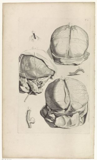 Anatomical Study of the Back of a Skull