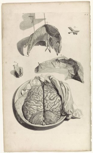 Anatomical Study of a Part of the Skull and the Brain