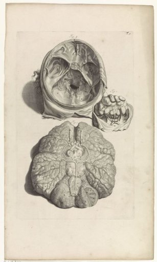 Anatomical Study of the Inside of the Skull and the Brain