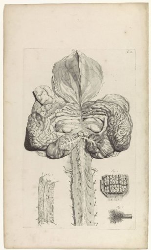 Anatomical Study of the Brain