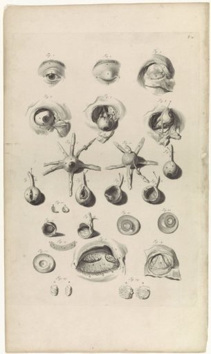Anatomical Study of the Eye