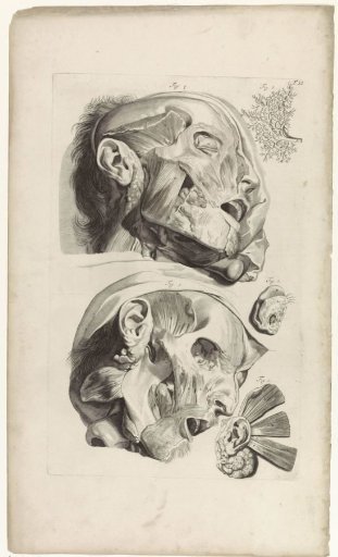 Anatomical Study of the Head