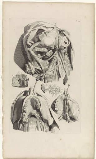 Anatomical Study of the Mouth and Jaw