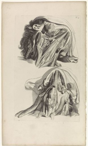 Anatomical Study of the Neck and Jaw
