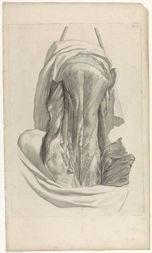 Anatomical Study of the Occiput