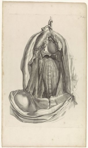 Anatomical study of the inside of the head