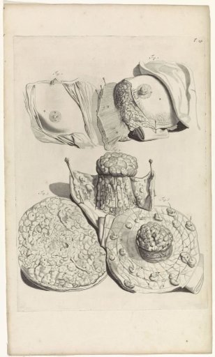 Anatomical study of a chest