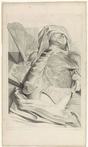 Anatomical study of the muscles of the upper body