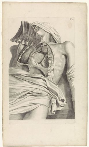 Anatomical study of the opened chest cavity