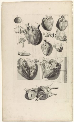 Anatomical study of the heart