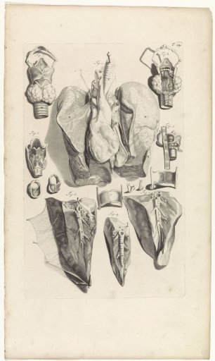 Anatomical study of the lungs and the larynx