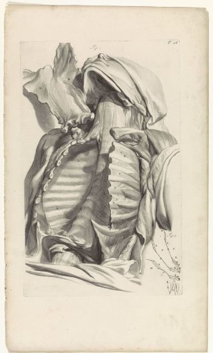 Anatomical study of the empty chest cavity
