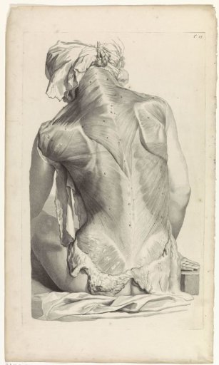 Anatomical study of the back of a woman