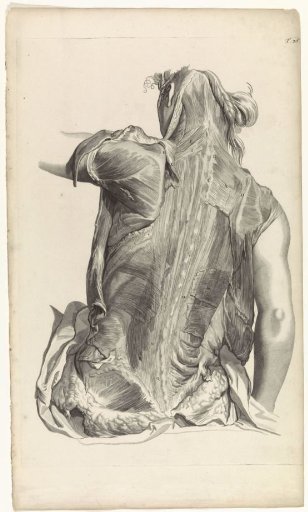 Anatomical study of the muscles of the back and the upper arms of a woman