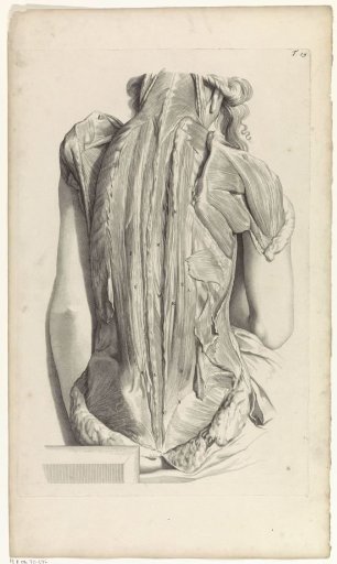 Second anatomical study of the muscles of the back and the upper arms of a woman