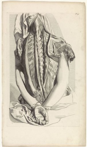 Anatomical study of the back and the upper arms of a bound woman
