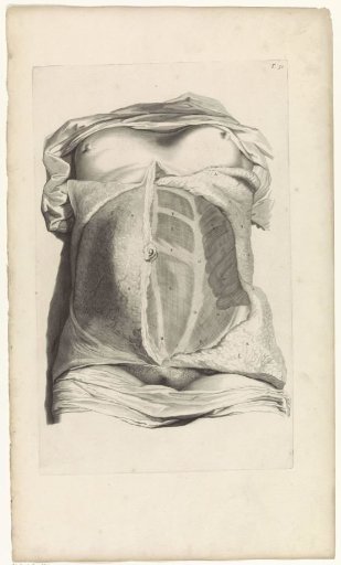 Anatomical study of the abdomen of a woman