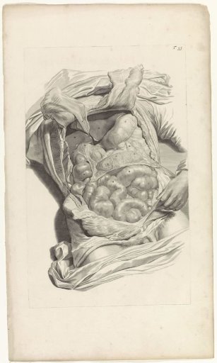 Anatomical study of the viscera of a man