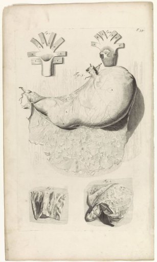 Anatomical study of the outside of the stomach