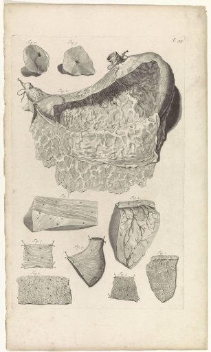 Anatomical study of the inside of the stomach