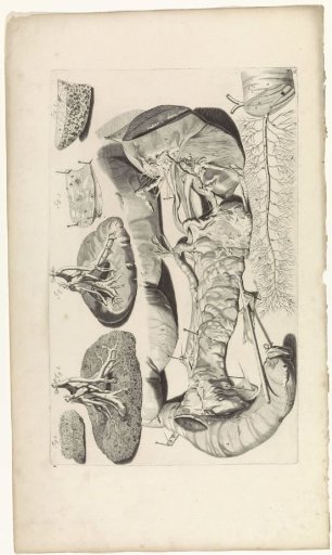 Anatomical study of the pancreas and the kidneys