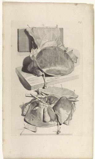Anatomical study of the liver