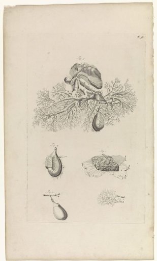 Anatomical study of the gallbladder